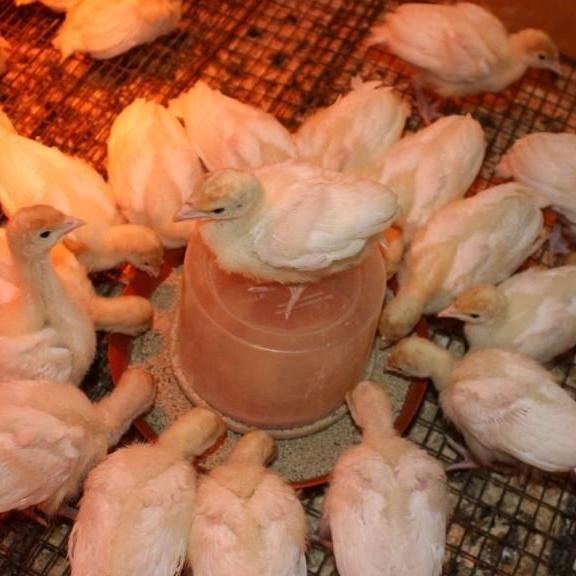 Індичата біля поїлки під інфрачервоною лампою на сітці брудера